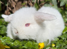 Stunning White pure Bred mini lops