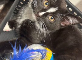Tuxedo kitten