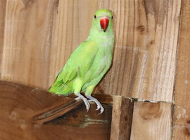 Green ring neck parrot