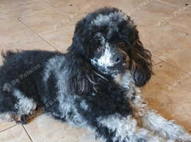 Gorgeous black and silver merle Poodle for STUD ONLY