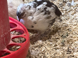 Coturnix quail