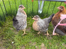 Cream legbar pullets