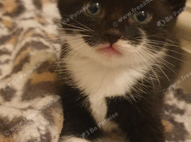 Adorable kitten's