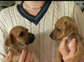 Two Puppies in Search of Five Star Forever Homes