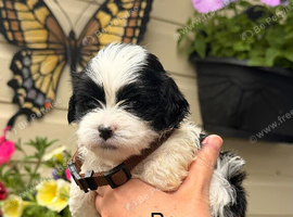 Lhasa apso puppies for sale