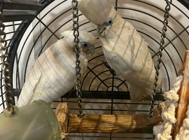 Pair of Ducorp Cockatoo