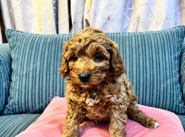 Mini cockapoo males