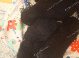 Kittens for sale