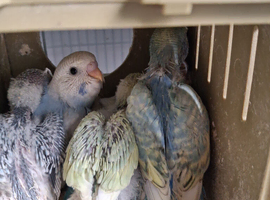 Budgie