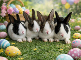 8 weeks old baby rabbits