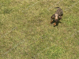 Beautiful dachshund puppies