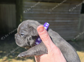 Beautiful French bulldog