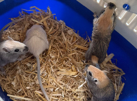 Baby gerbils
