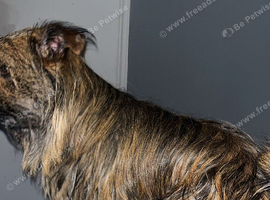 Shorkie