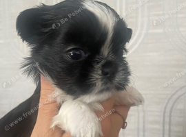 Imperial Shih Tzu female
