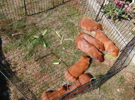 Golden Californian guinea pigs for sale