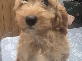 Stunning health tested Cavapoo