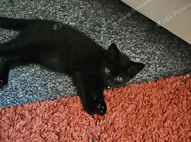 Kittens for sale