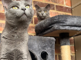 Gorgeous female kittens