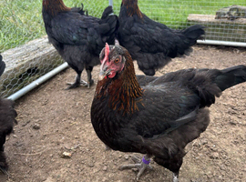 French Black Copper Marans - Point of lay females