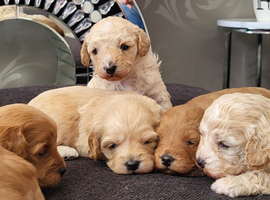 5 beautiful F1B Cavapoo babies