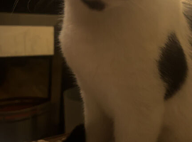 Half ragdoll beautiful girl cat