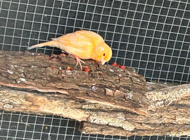 Red factor canary&rsquo;s . This years.