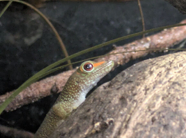 Giant day gecko babies