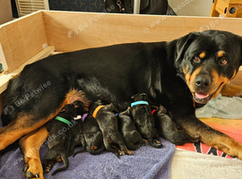 Rottweiler puppies
