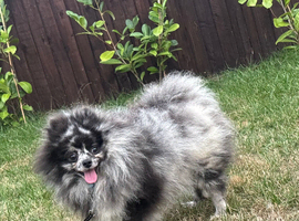 Pomeranian