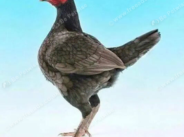 Old English Game Bantam hens