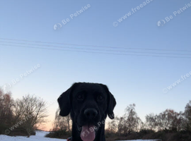 Black lab/cocker