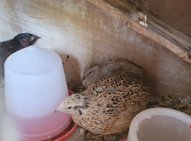 Quail
