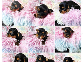 Adorable Yorkshire Terrier puppies.