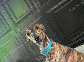Whippet