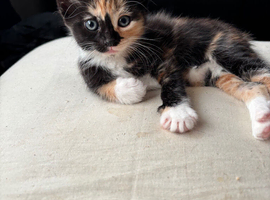 For gorgeous Kittens looking for new homes