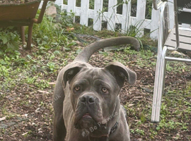 Cane corso