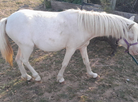 Cremello.Welsh mountain pony filly