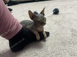Selling our beautiful Saffron Sphynx