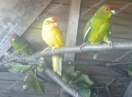 Kakarikis for sale