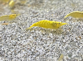 Yellow Shrimp.