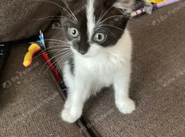 Last female kitten