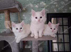 2 stunning male kittens