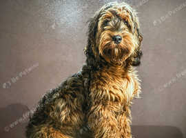 dog for stud