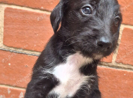 First cross Bedlington x whippet puppies
