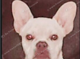 Shirley PET HOME ONLY