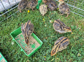 Quails