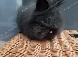 Angora x lion head for sale