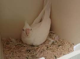 Dna cockatiel hen