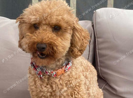 Female Toy poodle